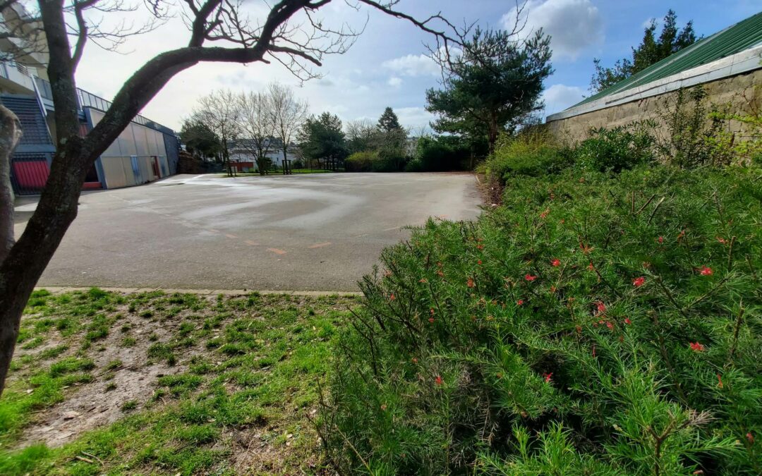 Entretien des espaces verts de notre grande cour