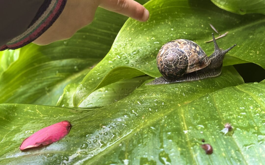 Les petits sauvent un escargot