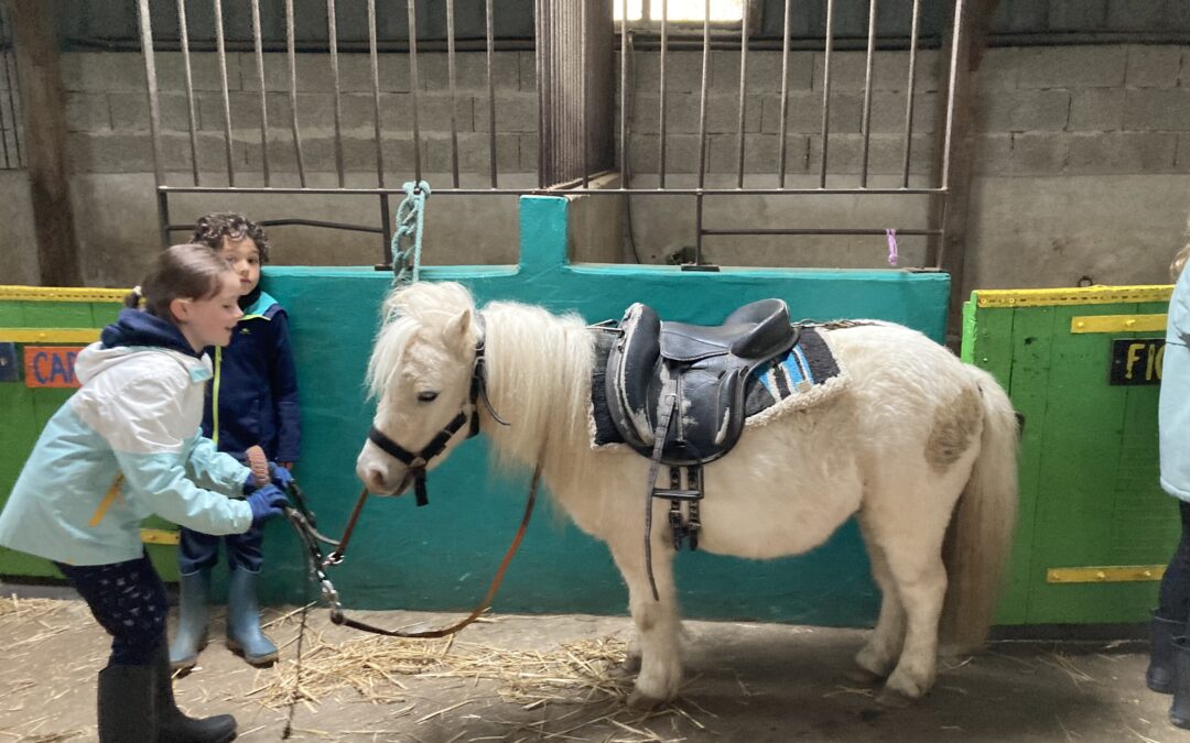 Découverte de l’équitation
