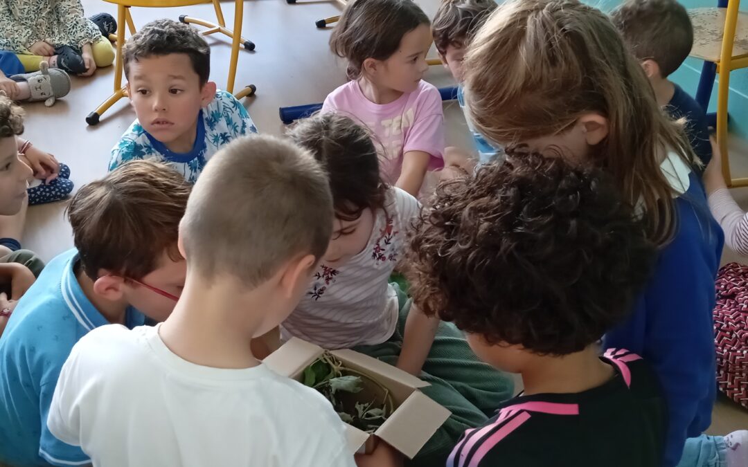 Des phasmes dans la classe